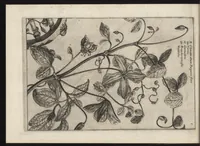 Picture 24 of 57 from Iardin de fleurs : contenant en soy les plus rares et plus excellentes fleurs que pour le present les amateurs dicelles tiennent en grande estime et dignite : divisees selon les quatre saisons de l'an (1617), leaf 199