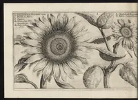 Picture 25 of 57 from Iardin de fleurs : contenant en soy les plus rares et plus excellentes fleurs que pour le present les amateurs dicelles tiennent en grande estime et dignite : divisees selon les quatre saisons de l'an (1617), leaf 203