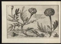 Picture 26 of 57 from Iardin de fleurs : contenant en soy les plus rares et plus excellentes fleurs que pour le present les amateurs dicelles tiennent en grande estime et dignite : divisees selon les quatre saisons de l'an (1617), leaf 211