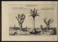 Picture 27 of 57 from Iardin de fleurs : contenant en soy les plus rares et plus excellentes fleurs que pour le present les amateurs dicelles tiennent en grande estime et dignite : divisees selon les quatre saisons de l'an (1617), leaf 237