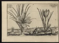 Picture 28 of 57 from Iardin de fleurs : contenant en soy les plus rares et plus excellentes fleurs que pour le present les amateurs dicelles tiennent en grande estime et dignite : divisees selon les quatre saisons de l'an (1617), leaf 243