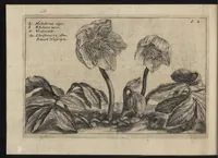 Picture 30 of 57 from Iardin de fleurs : contenant en soy les plus rares et plus excellentes fleurs que pour le present les amateurs dicelles tiennent en grande estime et dignite : divisees selon les quatre saisons de l'an (1617), leaf 261
