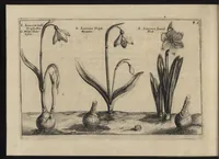 Picture 31 of 57 from Iardin de fleurs : contenant en soy les plus rares et plus excellentes fleurs que pour le present les amateurs dicelles tiennent en grande estime et dignite : divisees selon les quatre saisons de l'an (1617), leaf 265