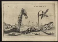 Picture 32 of 57 from Iardin de fleurs : contenant en soy les plus rares et plus excellentes fleurs que pour le present les amateurs dicelles tiennent en grande estime et dignite : divisees selon les quatre saisons de l'an (1617), leaf 277