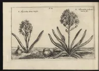 Picture 33 of 57 from Iardin de fleurs : contenant en soy les plus rares et plus excellentes fleurs que pour le present les amateurs dicelles tiennent en grande estime et dignite : divisees selon les quatre saisons de l'an (1617), leaf 281