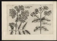 Picture 34 of 57 from Iardin de fleurs : contenant en soy les plus rares et plus excellentes fleurs que pour le present les amateurs dicelles tiennent en grande estime et dignite : divisees selon les quatre saisons de l'an (1617), leaf 289
