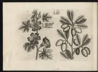 Picture 35 of 57 from Iardin de fleurs : contenant en soy les plus rares et plus excellentes fleurs que pour le present les amateurs dicelles tiennent en grande estime et dignite : divisees selon les quatre saisons de l'an (1617), leaf 297