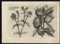 Picture 36 of 57 from Iardin de fleurs : contenant en soy les plus rares et plus excellentes fleurs que pour le present les amateurs dicelles tiennent en grande estime et dignite : divisees selon les quatre saisons de l'an (1617), leaf 303