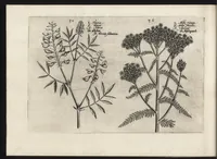 Picture 39 of 57 from Iardin de fleurs : contenant en soy les plus rares et plus excellentes fleurs que pour le present les amateurs dicelles tiennent en grande estime et dignite : divisees selon les quatre saisons de l'an (1617), leaf 321