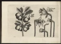 Picture 40 of 57 from Iardin de fleurs : contenant en soy les plus rares et plus excellentes fleurs que pour le present les amateurs dicelles tiennent en grande estime et dignite : divisees selon les quatre saisons de l'an (1617), leaf 325