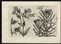 Picture 41 of 57 from Iardin de fleurs : contenant en soy les plus rares et plus excellentes fleurs que pour le present les amateurs dicelles tiennent en grande estime et dignite : divisees selon les quatre saisons de l'an (1617), leaf 329