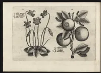 Picture 43 of 57 from Iardin de fleurs : contenant en soy les plus rares et plus excellentes fleurs que pour le present les amateurs dicelles tiennent en grande estime et dignite : divisees selon les quatre saisons de l'an (1617), leaf 337