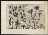 An illustration from Iardin de fleurs : contenant en soy les plus rares et plus excellentes fleurs que pour le present les amateurs dicelles tiennent en grande estime et dignite : divisees selon les quatre saisons de l'an (1617)