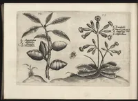An illustration from Iardin de fleurs : contenant en soy les plus rares et plus excellentes fleurs que pour le present les amateurs dicelles tiennent en grande estime et dignite : divisees selon les quatre saisons de l'an (1617)
