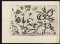 Picture 49 of 57 from Iardin de fleurs : contenant en soy les plus rares et plus excellentes fleurs que pour le present les amateurs dicelles tiennent en grande estime et dignite : divisees selon les quatre saisons de l'an (1617), leaf 367