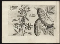 Picture 51 of 57 from Iardin de fleurs : contenant en soy les plus rares et plus excellentes fleurs que pour le present les amateurs dicelles tiennent en grande estime et dignite : divisees selon les quatre saisons de l'an (1617), leaf 377