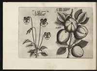 Picture 52 of 57 from Iardin de fleurs : contenant en soy les plus rares et plus excellentes fleurs que pour le present les amateurs dicelles tiennent en grande estime et dignite : divisees selon les quatre saisons de l'an (1617), leaf 381