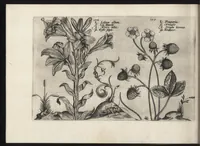 Picture 54 of 57 from Iardin de fleurs : contenant en soy les plus rares et plus excellentes fleurs que pour le present les amateurs dicelles tiennent en grande estime et dignite : divisees selon les quatre saisons de l'an (1617), leaf 389