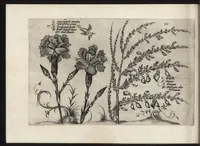 Picture 56 of 57 from Iardin de fleurs : contenant en soy les plus rares et plus excellentes fleurs que pour le present les amateurs dicelles tiennent en grande estime et dignite : divisees selon les quatre saisons de l'an (1617), leaf 397