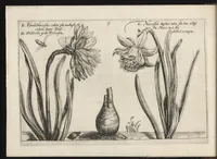 Picture 2 of 57 from Iardin de fleurs : contenant en soy les plus rares et plus excellentes fleurs que pour le present les amateurs dicelles tiennent en grande estime et dignite : divisees selon les quatre saisons de l'an (1617), leaf 47