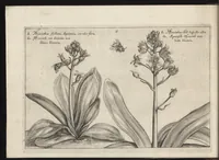 Picture 3 of 57 from Iardin de fleurs : contenant en soy les plus rares et plus excellentes fleurs que pour le present les amateurs dicelles tiennent en grande estime et dignite : divisees selon les quatre saisons de l'an (1617), leaf 53