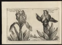 An illustration from Iardin de fleurs : contenant en soy les plus rares et plus excellentes fleurs que pour le present les amateurs dicelles tiennent en grande estime et dignite : divisees selon les quatre saisons de l'an (1617)