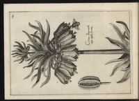 An illustration from Iardin de fleurs : contenant en soy les plus rares et plus excellentes fleurs que pour le present les amateurs dicelles tiennent en grande estime et dignite : divisees selon les quatre saisons de l'an (1617)