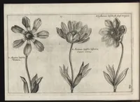 Picture 6 of 57 from Iardin de fleurs : contenant en soy les plus rares et plus excellentes fleurs que pour le present les amateurs dicelles tiennent en grande estime et dignite : divisees selon les quatre saisons de l'an (1617), leaf 71