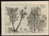 An illustration from Iardin de fleurs : contenant en soy les plus rares et plus excellentes fleurs que pour le present les amateurs dicelles tiennent en grande estime et dignite : divisees selon les quatre saisons de l'an (1617)