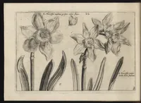 Picture 8 of 57 from Iardin de fleurs : contenant en soy les plus rares et plus excellentes fleurs que pour le present les amateurs dicelles tiennent en grande estime et dignite : divisees selon les quatre saisons de l'an (1617), leaf 85