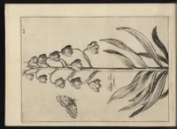 Picture 9 of 57 from Iardin de fleurs : contenant en soy les plus rares et plus excellentes fleurs que pour le present les amateurs dicelles tiennent en grande estime et dignite : divisees selon les quatre saisons de l'an (1617), leaf 91