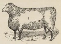 An illustration from Recent improvements in textile machinery (1898)