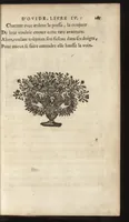 An illustration from Les Metamorphoses d'Ovide : mises en vers françois (1697)