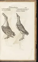 Picture 27 of 35 from Icones avivm omnivm (1560), leaf 110