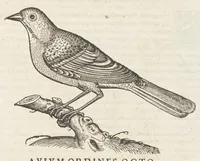 Picture 29 of 35 from Icones avivm omnivm (1560), leaf 130