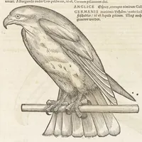 An illustration from Icones avivm omnivm (1560)
