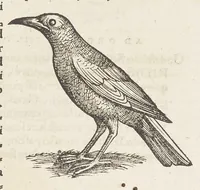 Picture 32 of 35 from Icones avivm omnivm (1560), leaf 134