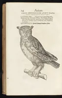 Picture 2 of 35 from Icones avivm omnivm (1560), leaf 17