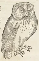 An illustration from Icones avivm omnivm (1560)