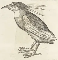 Picture 4 of 35 from Icones avivm omnivm (1560), leaf 21