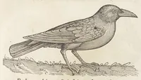 Picture 5 of 35 from Icones avivm omnivm (1560), leaf 26