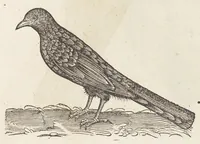 An illustration from Icones avivm omnivm (1560)