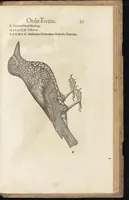 Picture 7 of 35 from Icones avivm omnivm (1560), leaf 28