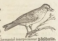 Picture 9 of 35 from Icones avivm omnivm (1560), leaf 46