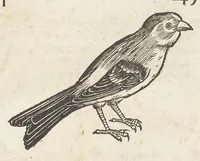 Picture 10 of 35 from Icones avivm omnivm (1560), leaf 48