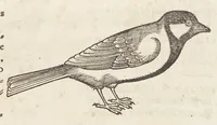 Picture 11 of 35 from Icones avivm omnivm (1560), leaf 48