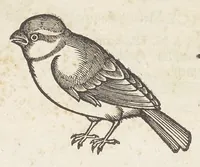 Picture 12 of 35 from Icones avivm omnivm (1560), leaf 48