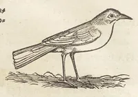 An illustration from Icones avivm omnivm (1560)