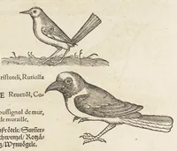 An illustration from Icones avivm omnivm (1560)