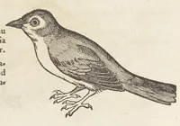 Picture 15 of 35 from Icones avivm omnivm (1560), leaf 51